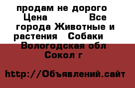 продам не дорого › Цена ­ 10 000 - Все города Животные и растения » Собаки   . Вологодская обл.,Сокол г.